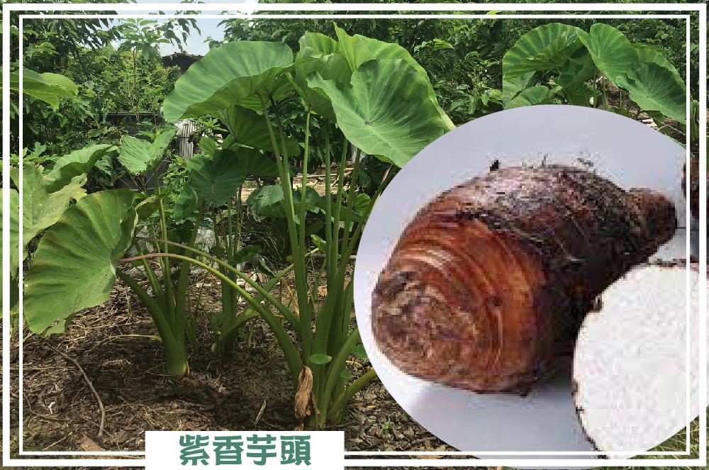 台南農地自售 - 4145M2 幸福釋迦園 免費技術教學 / 50年老欉臺灣土種大目釋迦果園,適合青農創業、假日農場、長照友善園區、銀髮社區體驗農場或有機農場