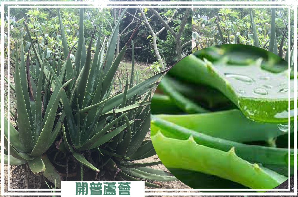 台南農地自售 - 4145M2 幸福釋迦園 免費技術教學 / 50年老欉臺灣土種大目釋迦果園,適合青農創業、假日農場、長照友善園區、銀髮社區體驗農場或有機農場