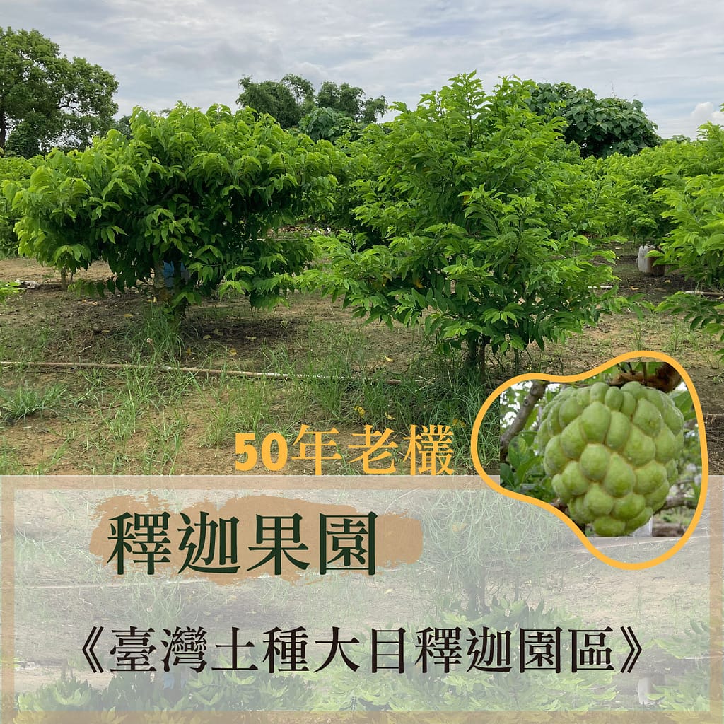 沙崙農地 自售 / 4145M2 幸福釋迦園 - 50年老欉臺灣土種大目釋迦果園，1 &3號高速公路與86快速關廟出口，離高鐵站4公里與歸仁市區雙蛋黃區中間；適合青農創業、假日農場、長照銀髮友善園區或有機農場