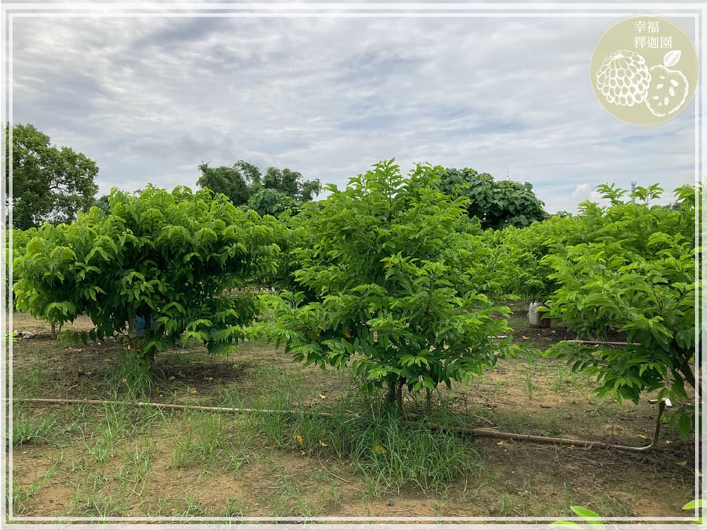 歸仁農地自售 - 4145M2 幸福釋迦園 免費技術教學 / 50年老欉臺灣土種大目釋迦果園,適合青農創業、假日農場、長照友善園區、銀髮社區體驗農場或有機農場