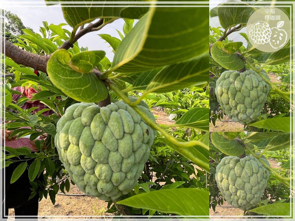台南農地自售 - 4145M2 幸福釋迦園 免費技術教學 / 50年老欉臺灣土種大目釋迦果園,適合青農創業、假日農場、長照友善園區、銀髮社區體驗農場或有機農場