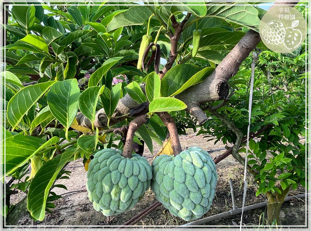台南農地自售 - 4145M2 幸福釋迦園 免費技術教學 / 50年老欉臺灣土種大目釋迦果園,適合青農創業、假日農場、長照友善園區、銀髮社區體驗農場或有機農場