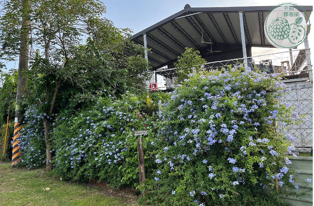 歸仁農地自售 - 4145M2 幸福釋迦園 免費技術教學 / 50年老欉臺灣土種大目釋迦果園,適合青農創業、假日農場、長照友善園區、銀髮社區體驗農場或有機農場