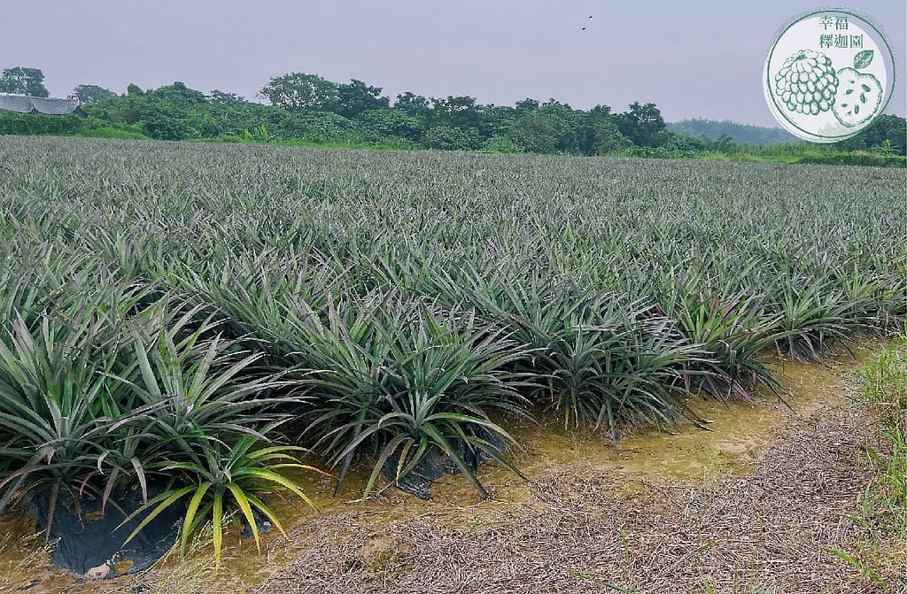 台南農地自售 - 4145M2 幸福釋迦園 免費技術教學 / 50年老欉臺灣土種大目釋迦果園,適合青農創業、假日農場、長照友善園區、銀髮社區體驗農場或有機農場
