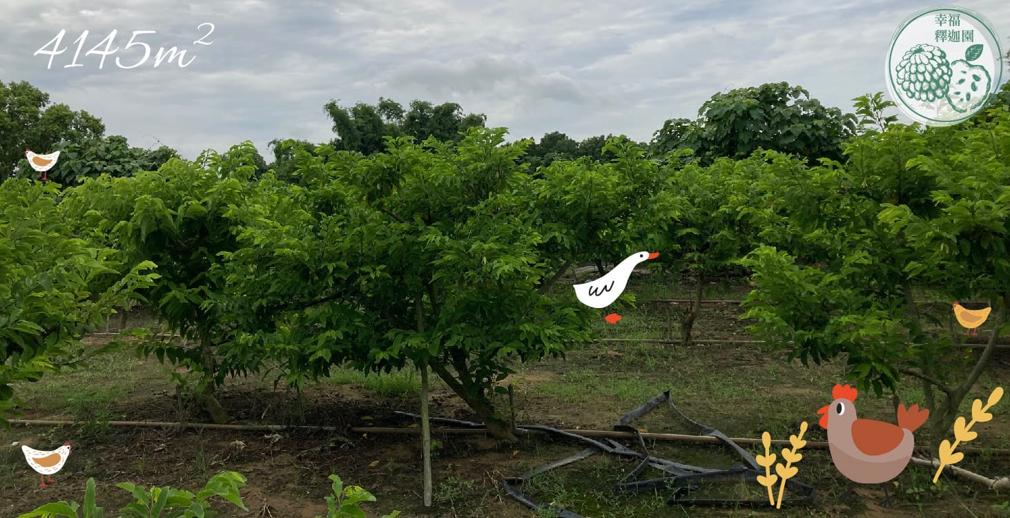 台南歸仁農地自售 - 4145M2 幸福釋迦園 免費技術教學 / 50年老欉臺灣土種大目釋迦果園，適合青農創業、假日農場、長照友善園區、銀髮社區體驗農場或有機農場
