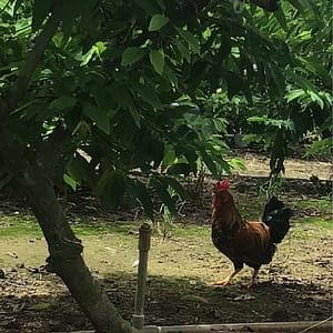 台南農地自售 - 4145M2 幸福釋迦園 免費技術教學 / 50年老欉臺灣土種大目釋迦果園,適合青農創業、假日農場、長照友善園區、銀髮社區體驗農場或有機農場