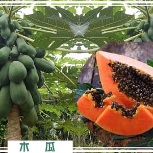 歸仁農地自售 - 4145M2 幸福釋迦園 免費技術教學 / 50年老欉臺灣土種大目釋迦果園,適合青農創業、假日農場、長照友善園區、銀髮社區體驗農場或有機農場