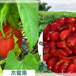 歸仁農地自售 - 4145M2 幸福釋迦園 免費技術教學 / 50年老欉臺灣土種大目釋迦果園,適合青農創業、假日農場、長照友善園區、銀髮社區體驗農場或有機農場