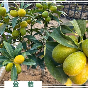 歸仁農地自售 - 4145M2 幸福釋迦園 免費技術教學 / 50年老欉臺灣土種大目釋迦果園,適合青農創業、假日農場、長照友善園區、銀髮社區體驗農場或有機農場