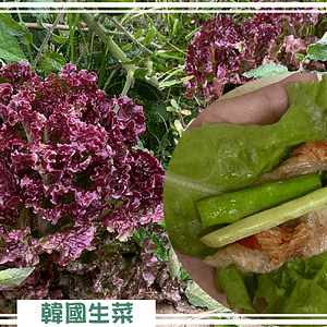 台南農地自售 - 4145M2 幸福釋迦園 免費技術教學 / 50年老欉臺灣土種大目釋迦果園,適合青農創業、假日農場、長照友善園區、銀髮社區體驗農場或有機農場