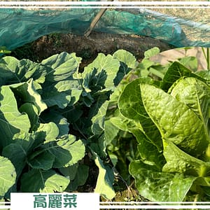 台南農地自售 - 4145M2 幸福釋迦園 免費技術教學 / 50年老欉臺灣土種大目釋迦果園,適合青農創業、假日農場、長照友善園區、銀髮社區體驗農場或有機農場