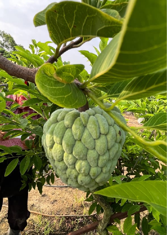 4145M2 幸福釋迦園 - 位於台南市歸仁區崙頂段 農地自售 + 免費技術教學 / 50年老欉臺灣土種大目釋迦果園，適合青農創業、假日農場、長照銀髮友善園區或有機農場