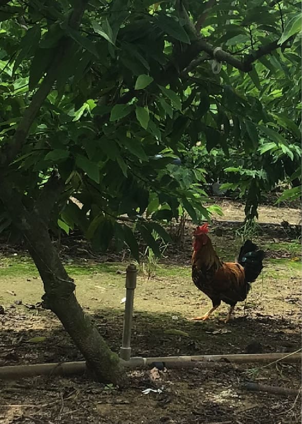 4145M2 幸福釋迦園 - 位於台南市歸仁區崙頂段 農地自售 + 免費技術教學 / 50年老欉臺灣土種大目釋迦果園,適合青農創業、假日農場、長照銀髮友善園區或有機農場 4145M2 幸福釋迦園 - 位於台南市歸仁區崙頂段 農地自售 + 免費技術教學 / 50年老欉臺灣土種大目釋迦果園,適合青農創業、假日農場、長照銀髮友善園區或有機農場