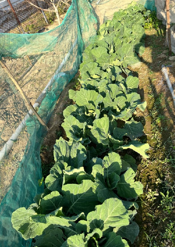 4145M2 幸福釋迦園 - 位於台南市歸仁區崙頂段 農地自售 + 免費技術教學 / 50年老欉臺灣土種大目釋迦果園,適合青農創業、假日農場、長照銀髮友善園區或有機農場 4145M2 幸福釋迦園 - 位於台南市歸仁區崙頂段 農地自售 + 免費技術教學 / 50年老欉臺灣土種大目釋迦果園,適合青農創業、假日農場、長照銀髮友善園區或有機農場