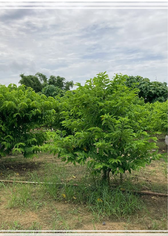 4145M2 幸福釋迦園 - 位於台南市歸仁區崙頂段 農地自售 + 免費技術教學 / 50年老欉臺灣土種大目釋迦果園，適合青農創業、假日農場、長照銀髮友善園區或有機農場
