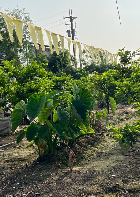 4145M2 幸福釋迦園 - 位於台南市歸仁區崙頂段 農地自售 + 免費技術教學 / 50年老欉臺灣土種大目釋迦果園,適合青農創業、假日農場、長照銀髮友善園區或有機農場 4145M2 幸福釋迦園 - 位於台南市歸仁區崙頂段 農地自售 + 免費技術教學 / 50年老欉臺灣土種大目釋迦果園,適合青農創業、假日農場、長照銀髮友善園區或有機農場