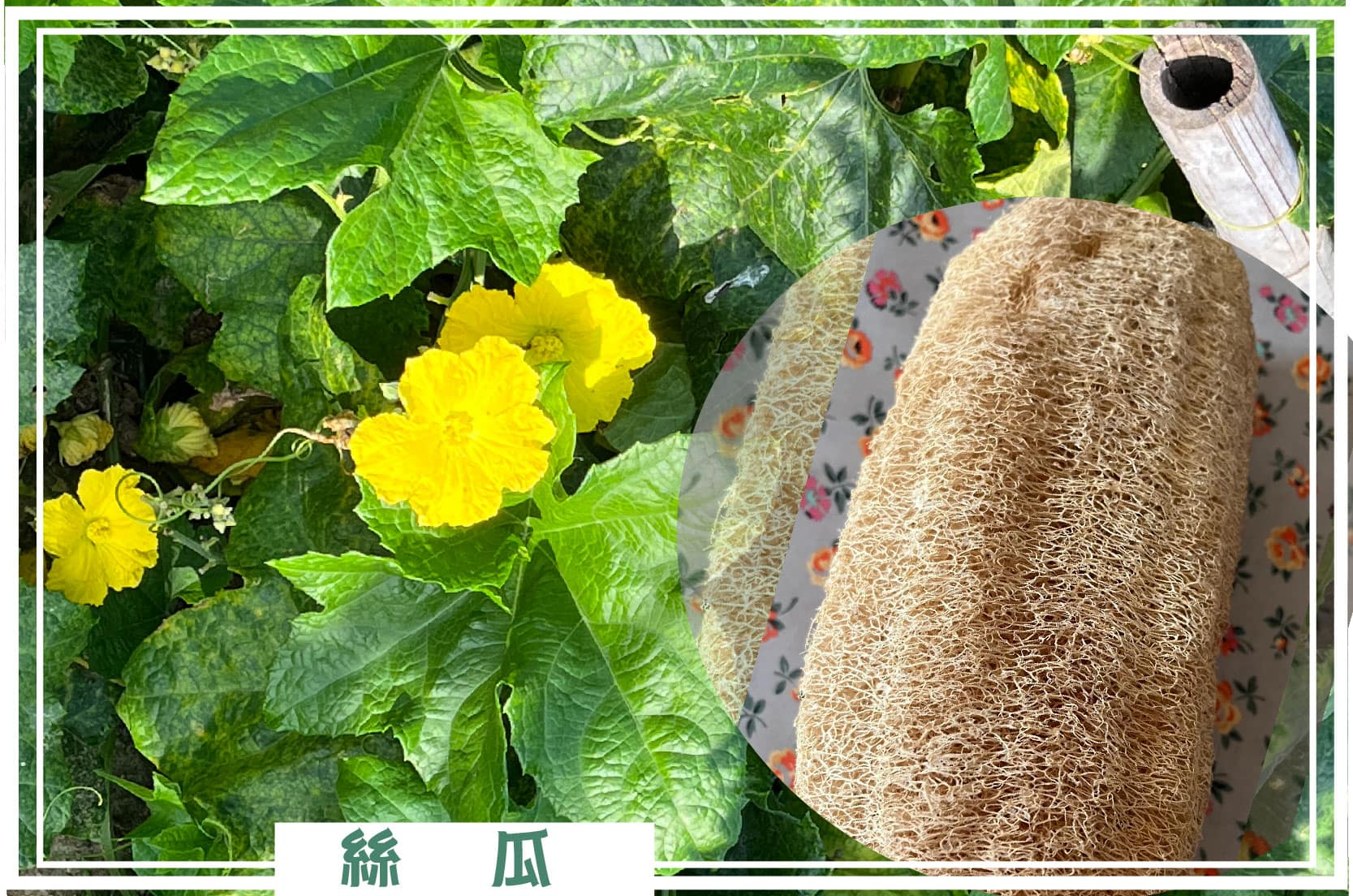 4145M2 幸福釋迦園 - 位於台南市歸仁區崙頂段 農地自售 + 免費技術教學 / 50年老欉臺灣土種大目釋迦果園,適合青農創業、假日農場、長照銀髮友善園區或有機農場 4145M2 幸福釋迦園 - 位於台南市歸仁區崙頂段 農地自售 + 免費技術教學 / 50年老欉臺灣土種大目釋迦果園,適合青農創業、假日農場、長照銀髮友善園區或有機農場