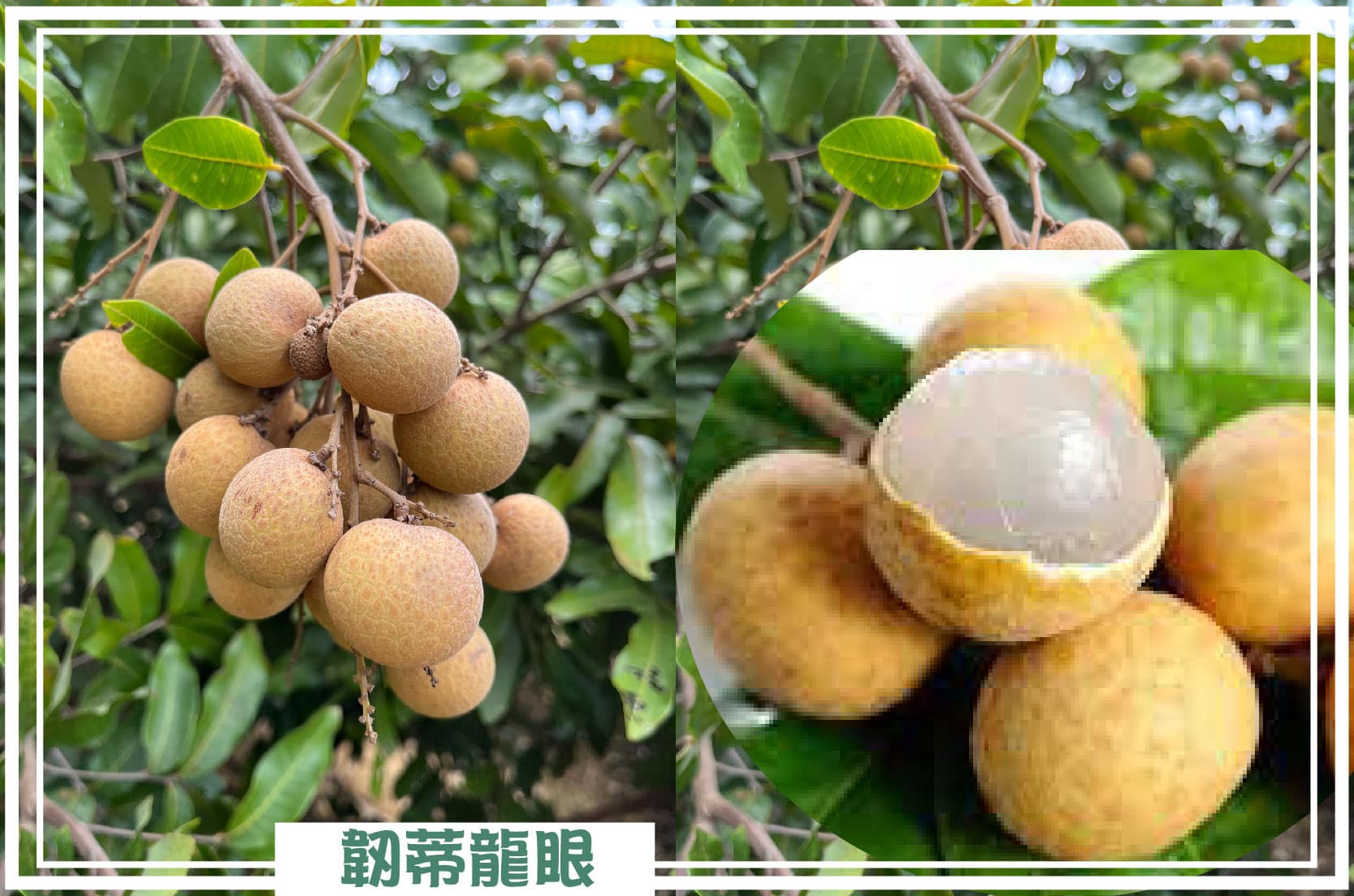 4145M2 幸福釋迦園 - 位於台南市歸仁區崙頂段 農地自售 + 免費技術教學 / 50年老欉臺灣土種大目釋迦果園,適合青農創業、假日農場、長照銀髮友善園區或有機農場 4145M2 幸福釋迦園 - 位於台南市歸仁區崙頂段 農地自售 + 免費技術教學 / 50年老欉臺灣土種大目釋迦果園,適合青農創業、假日農場、長照銀髮友善園區或有機農場