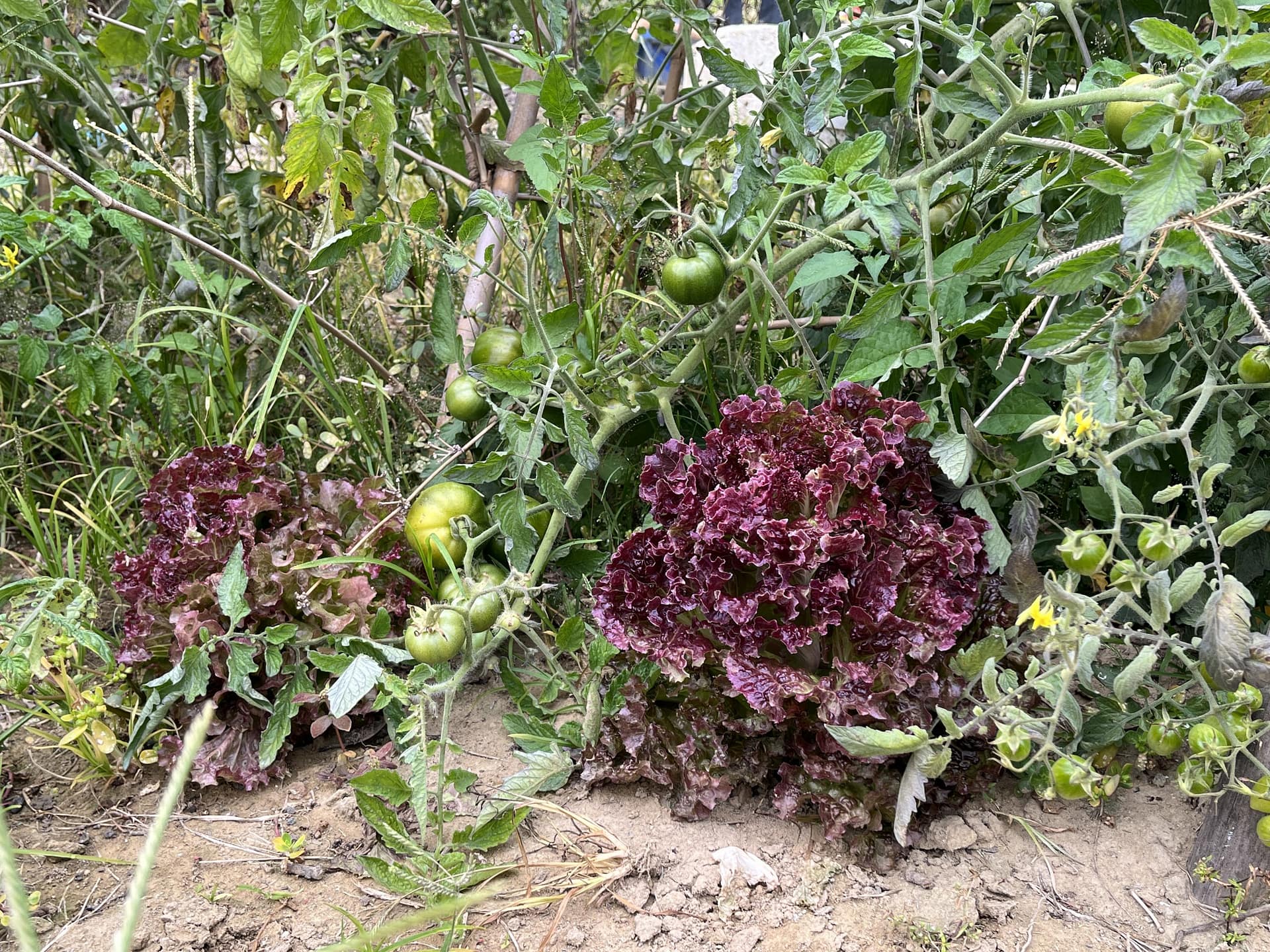 4145M2 幸福釋迦園 - 位於台南市歸仁區崙頂段 農地自售 + 免費技術教學 / 50年老欉臺灣土種大目釋迦果園,適合青農創業、假日農場、長照銀髮友善園區或有機農場 4145M2 幸福釋迦園 - 位於台南市歸仁區崙頂段 農地自售 + 免費技術教學 / 50年老欉臺灣土種大目釋迦果園,適合青農創業、假日農場、長照銀髮友善園區或有機農場