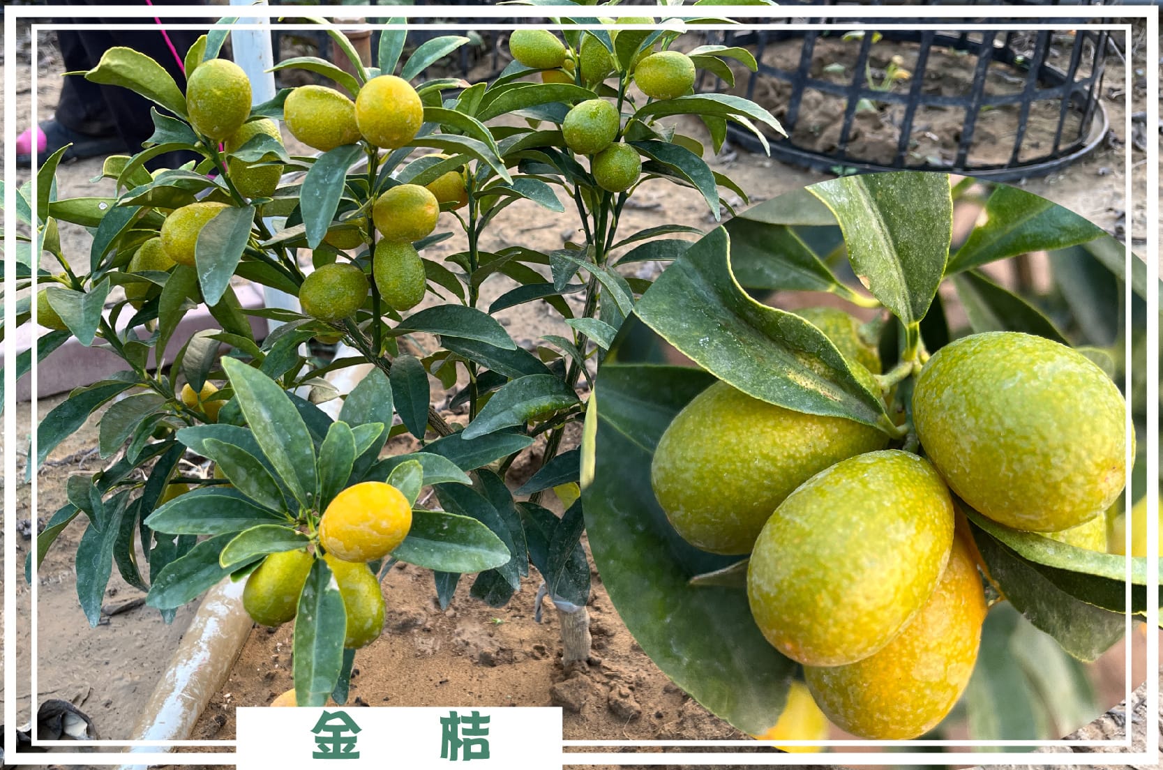 4145M2 幸福釋迦園 - 位於台南市歸仁區崙頂段 農地自售 + 免費技術教學 / 50年老欉臺灣土種大目釋迦果園,適合青農創業、假日農場、長照銀髮友善園區或有機農場 4145M2 幸福釋迦園 - 位於台南市歸仁區崙頂段 農地自售 + 免費技術教學 / 50年老欉臺灣土種大目釋迦果園,適合青農創業、假日農場、長照銀髮友善園區或有機農場